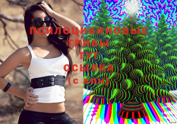 шишки Тутаев